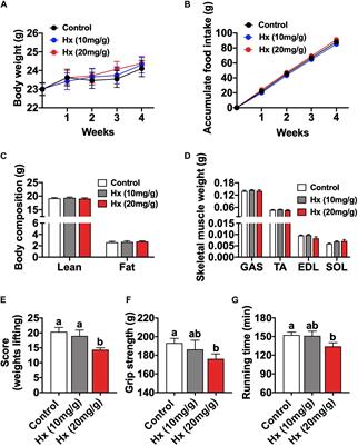 Hypoxanthine Induces Muscular ATP Depletion and Fatigue via UCP2